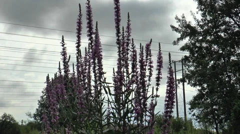 Rosebay Willowherb 50 Video stock 40688173