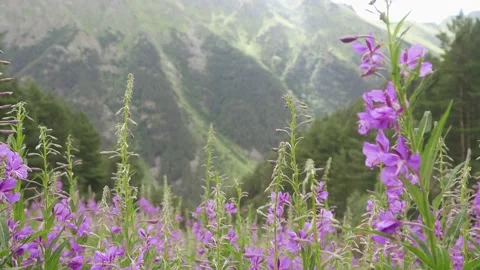 Rosebay willowherb in Caucasus Stock Footage 149981625
