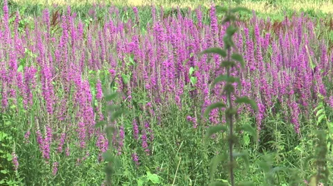 Rosebay Willowherb on flood plane 1 Stock Footage 40689502