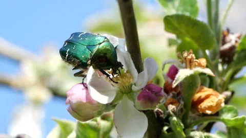 Rosebeetle on Appletree Stock Footage 136293483