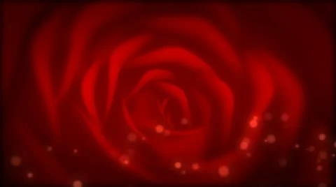 RoseBloom Stock Footage 12476681