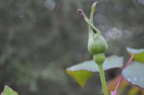 Rosebud #1 Stock-Fotos