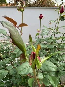 Rosebud about to bloom Stock Photos