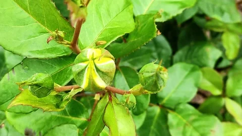 Rosebud is about to bloom in the spring. View from above Stock Footage 155000895