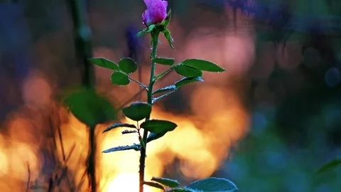 Rosebud after rain with sunset background, handheld vertical motion Stock Footage 318847292