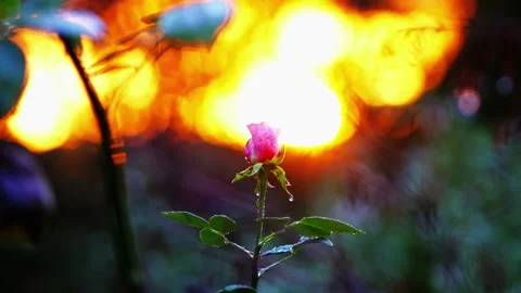 Rosebud after rain with sunset background, handheld vertical motion Stock Footage 318847305
