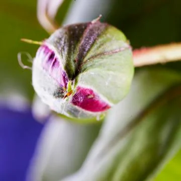 Rosebud in close up Stock Photos