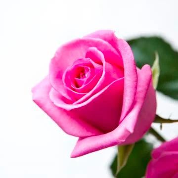 Rosebud closeup Stock Photos