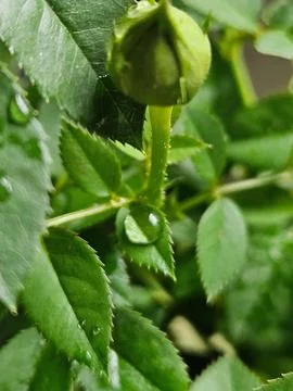 Rosebud with Dew Drops Stock Photos