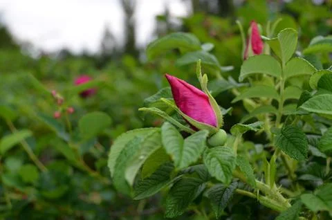 Rosebud flower Stock Photos
