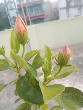 Rosebud Flower. Stock Photos