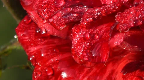 Rosebud 動画素材 24825400