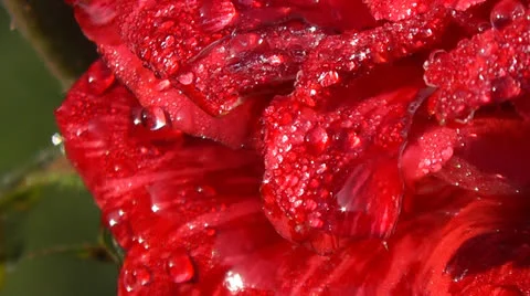 Rosebud 動画素材 24825591