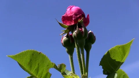 Rosebud Stock Footage 109424792