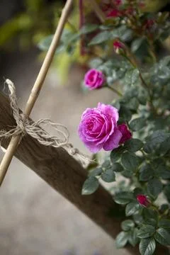 Rosebud in the garden Stock Photos