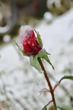Rosebud in ice Stock Photos