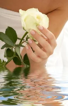 Rosebud Stock Illustration