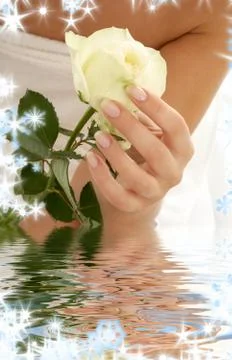 Rosebud Stock Illustration
