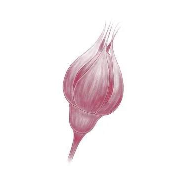 Rosebud line drawing with hatching Stock Illustration