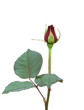 Rosebud Stock Photos