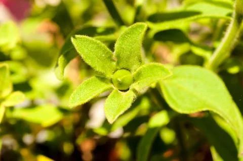 Rosebud Stock Photos