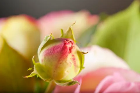Rosebud Stock Photos