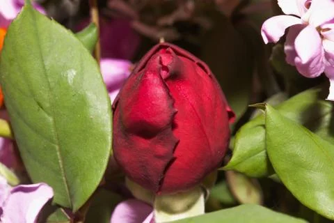 Rosebud Stock Photos