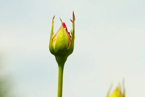 Rosebud Stock Photos