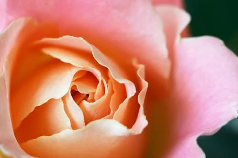 Rosebud Stock Photos