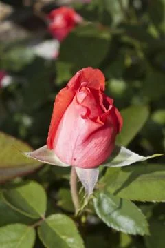 Rosebud Stock Photos