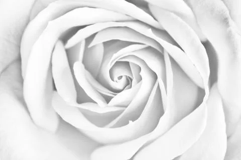 Rosebud Stock Photos