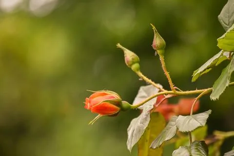 Rosebud Stock Photos