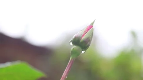 Rosebud with raindrops and copy space Stock Footage 74902604