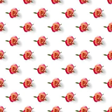 Rosebud seamless pattern. head of rose bloom isolated on white pattern, pop art Stock Photos