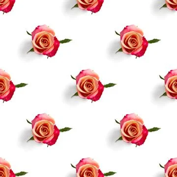 Rosebud seamless pattern. head of rose bloom isolated on white pattern, pop art Stock Photos
