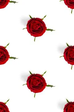 Rosebud seamless pattern. head of rose bloom isolated on white pattern, pop art Stock Photos