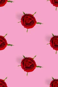 Rosebud seamless pattern. head of rose bloom isolated on white pattern, pop art Stock Photos