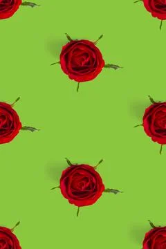 Rosebud seamless pattern. head of rose bloom isolated on green pattern, pop a Stock Photos