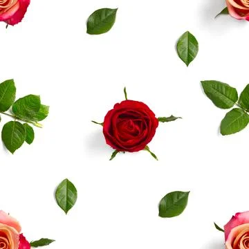 Rosebud seamless pattern. head of rose bloom isolated on white pattern, pop a Stock Photos