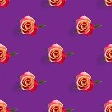 Rosebud seamless pattern. head of rose bloom isolated on purpule pattern, pop Stock Photos