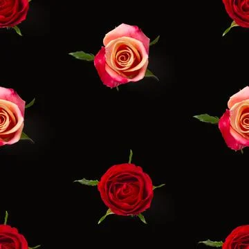 Rosebud seamless pattern. head of rose bloom isolated on black pattern, pop art Stock Photos
