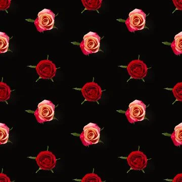 Rosebud seamless pattern. head of rose bloom isolated on black pattern, pop art Stock Photos