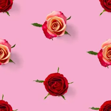 Rosebud seamless pattern. head of rose bloom isolated on pink pattern, pop art Stock Photos