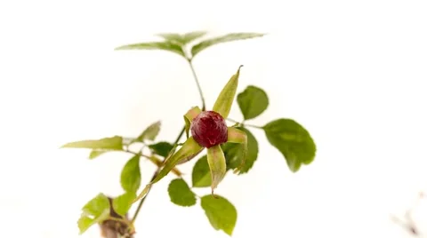 Rosebud in the snow Stock Footage 44614043