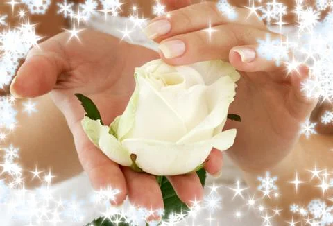 Rosebud with snowflakes Stock Illustration