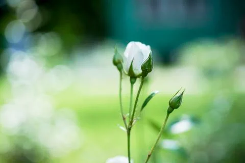 The rosebud in the sun closeup Stock Photos
