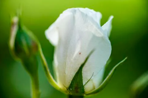 The rosebud in the sun closeup Stock Photos