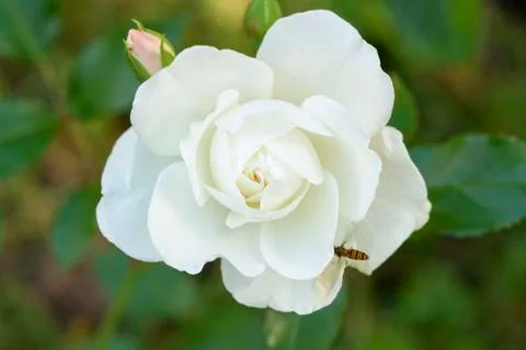 The rosebud in the sun closeup Stock Photos