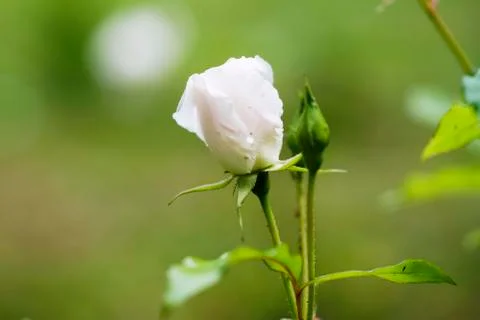 The rosebud in the sun closeup Stock Photos