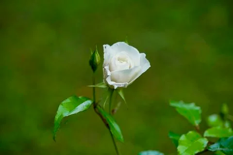 The rosebud in the sun closeup Stock Photos